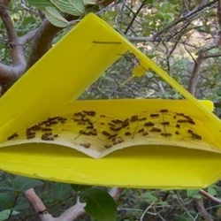 Delta Trap of 3 mm Thickness, 25 cm Length and 20 cm Width(Pack-25 Pcs)